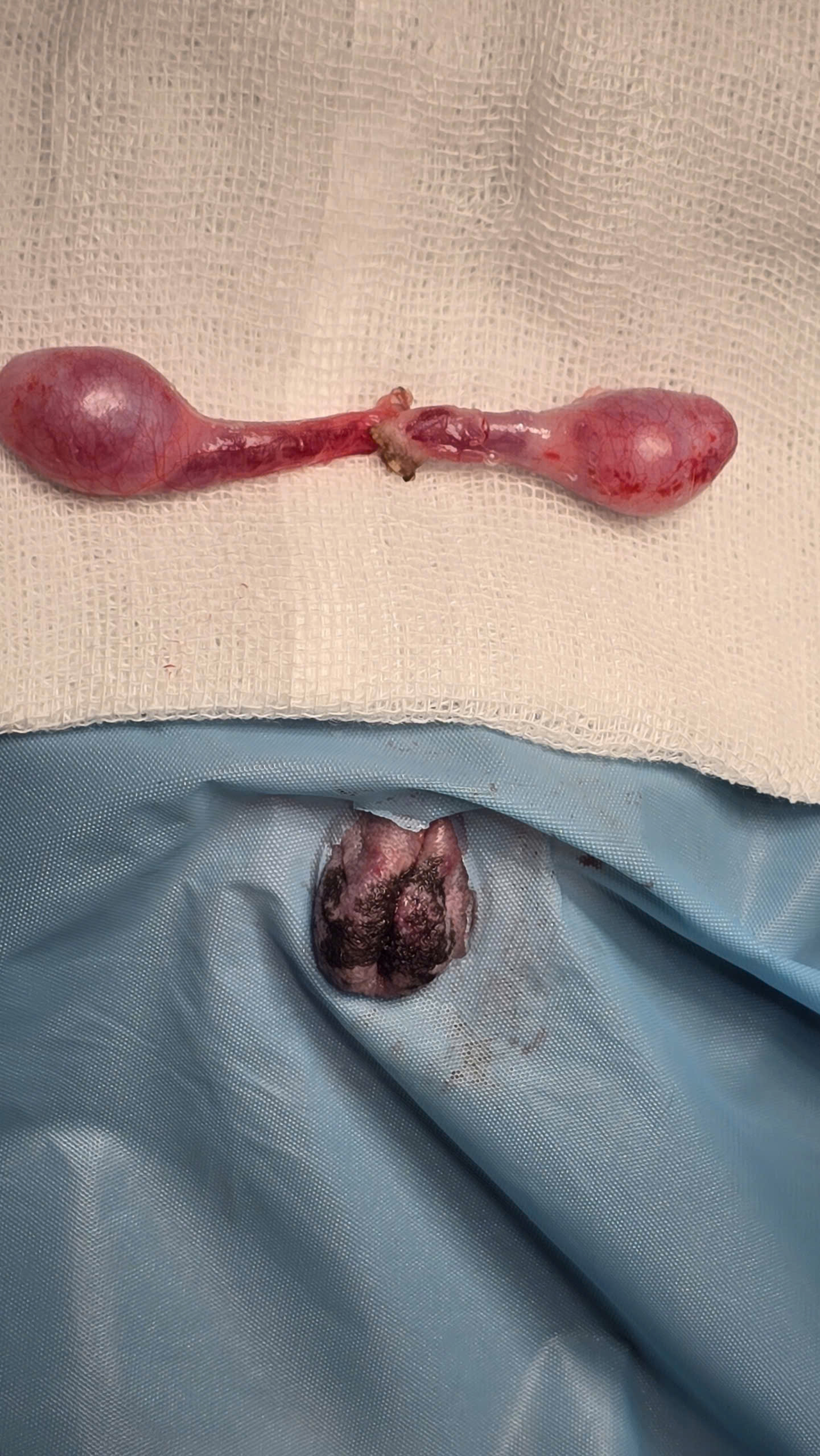 Bệnh viện Thú Y Gia Kiệm - Hình 16